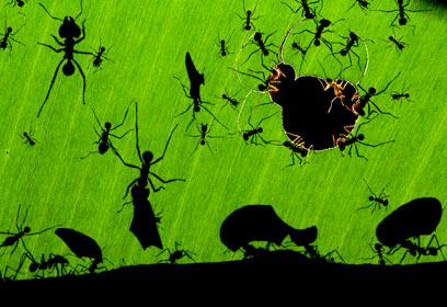 צילום: Veolia Environnement Wildlife Photographer of the Year 2010 / Bence Máté