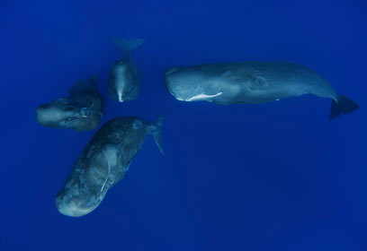 צילום: Veolia Environnement Wildlife Photographer of the Year 2010 / Tony Wu