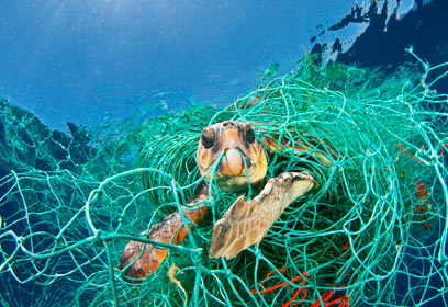 צילום: Veolia Environnement Wildlife Photographer of the Year 2010 / Jordi Chias Pujol