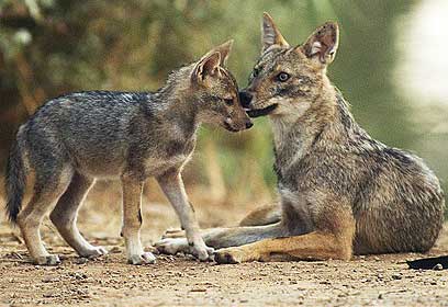 צילום: ירון עיני