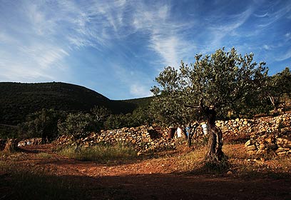 צילום: אסף סולטן