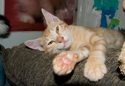 צילום: מחכה לאימוץ