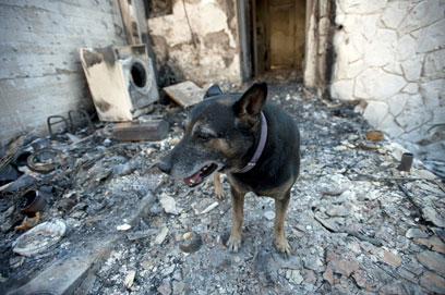 הכול נשרף בבית. הנזקים בעין הוד (צילום: AFP) (צילום: AFP)
