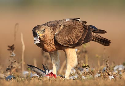 צילום: יורם שפירר