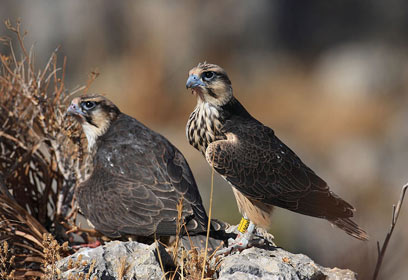 צילום: יורם שפירר