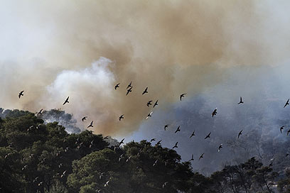 אזור השריפה בכרמל, לפני שנה (צילום: AFP) (צילום: AFP)