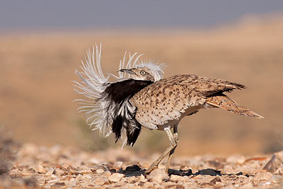 צילום: גל שון