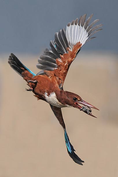 צילום: יוסף בן דוד