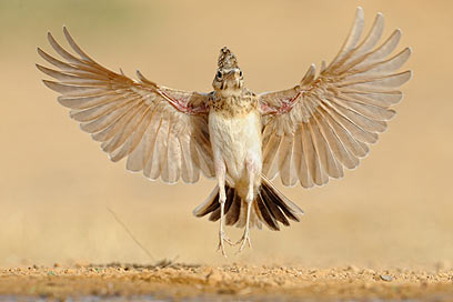 צילום: אורי פירסט