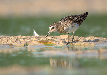 צילום: נגב חנוך