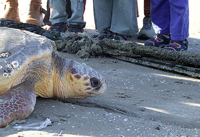 צילום: ארז ארליכמן צילום: ארז ארליכמן