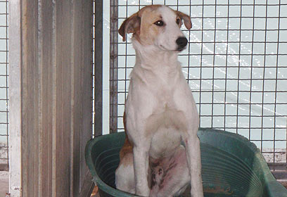 צילום: שרון חלבי