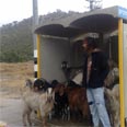 עד יעבור זעם. העזים בכרמל