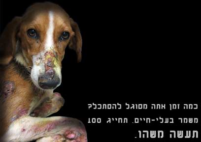 צילום: ביה"ס לפרסום ACC