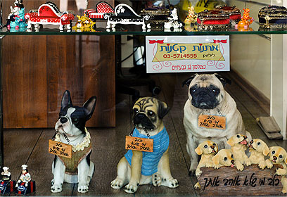 צילום: אלי אליאס