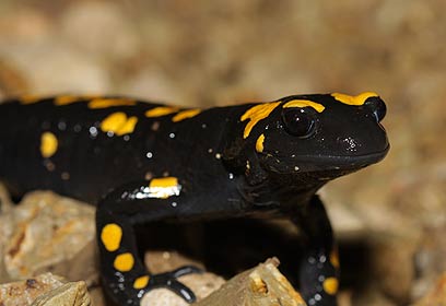 צילום: גיא חיימוביץ