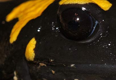 צילום: גיא חיימוביץ