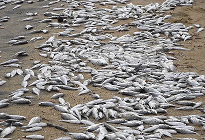 צילום: Maryland Department of the Environment