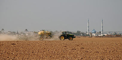 חקלאים סמוך לעזה. עליית מחיר החיטה מובילה להתייקרות (צילום: בראל אפרים) (צילום: בראל אפרים)