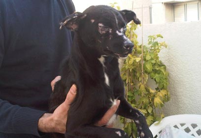 צילום: שרון קרלן צילום: שרון קרלן