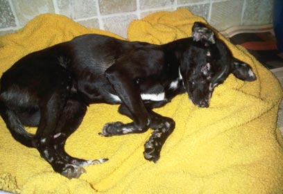 צילום: שרון קרלן צילום: שרון קרלן