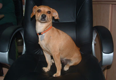 צילום: מחכה לאימוץ