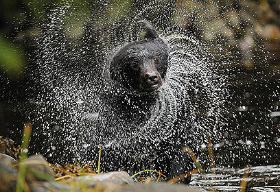 צילום: ירון עיני צילום: ירון עיני