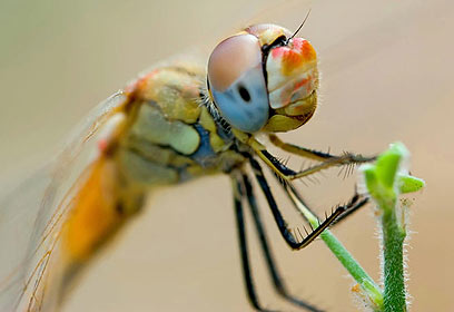 צילום: כפיר דדון צילום: כפיר דדון