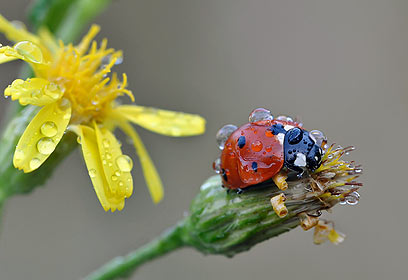 צילום: כפיר דדון צילום: כפיר דדון