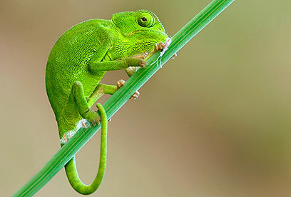 צילום: ירון עיני צילום: ירון עיני