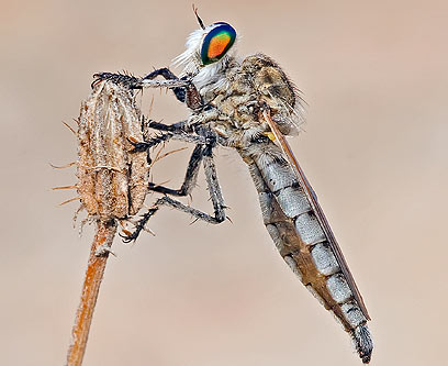 צילום: שימי עיני צילום: שימי עיני