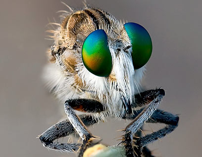 צילום: שימי עיני צילום: שימי עיני