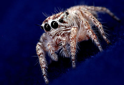 צילום: מיכאל ורנר צילום: מיכאל ורנר