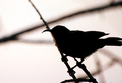 צילום: מיכאל ורנר צילום: מיכאל ורנר