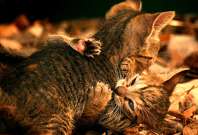 צילום: תמי ידין צילום: תמי ידין