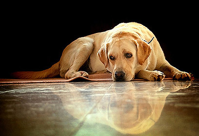 צילום: תמי ידין צילום: תמי ידין