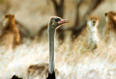 צילום: Adam Chapman צילום: Adam Chapman