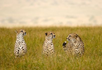 צילום: Adam Chapman צילום: Adam Chapman