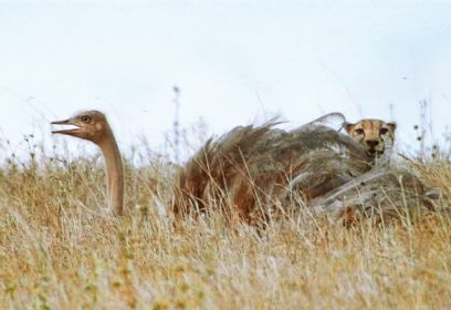 צילום: BBC צילום: BBC