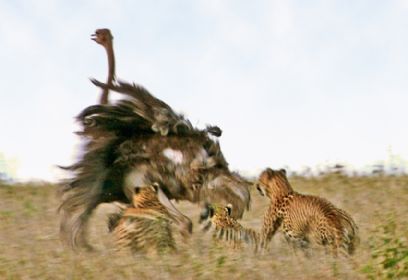 צילום: BBC צילום: BBC