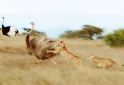 צילום: BBC צילום: BBC