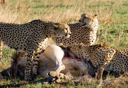 צילום: Adam Chapman צילום: Adam Chapman