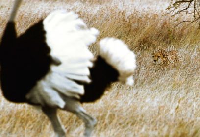 צילום: BBC צילום: BBC