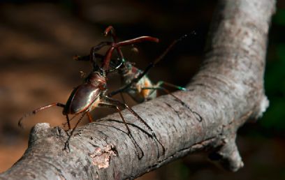 צילום: Rupert Barrington 