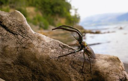 צילום:  Rupert Barrington