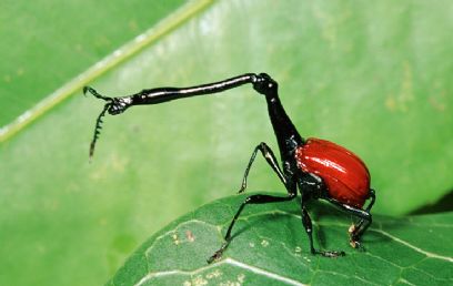 צילום:  Rupert Barrington