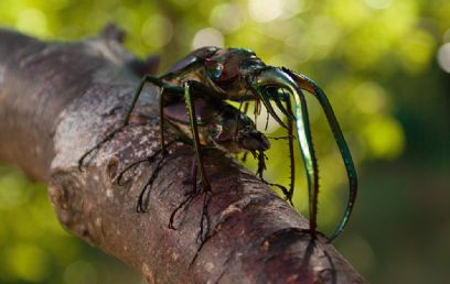 צילום:  Rupert Barrington