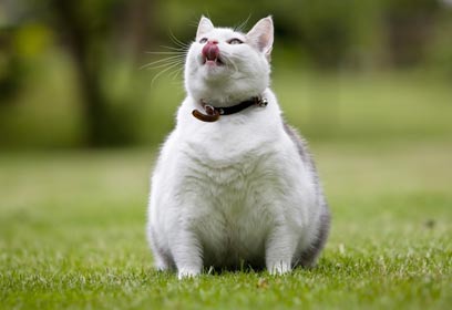 צילום: shutterstock