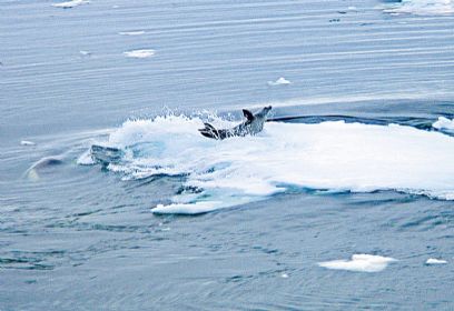 צילום: Ingrid Visser - Seapics.com