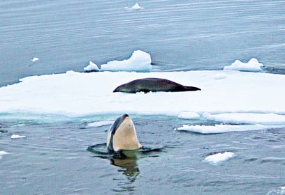צילום: Ingrid Visser - Seapics.com